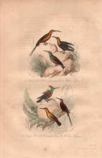 Stampa antica UCCELLI