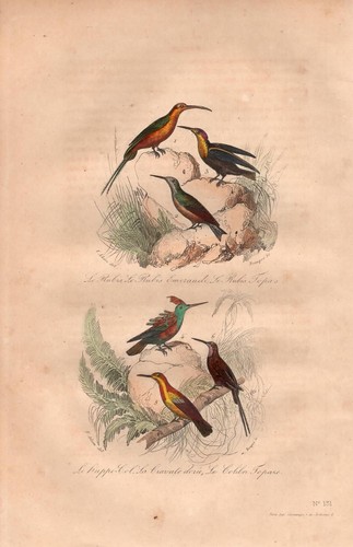 Stampa antica uccelli - stampa,