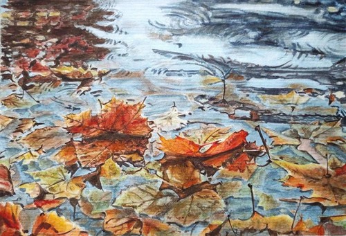 Foglie acero autunno - foglie,