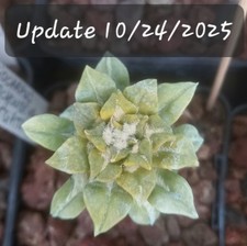 Ariocarpus Kotschoubeyanus Variegata Variegated 5 cm ! Grafted on Myrtillo