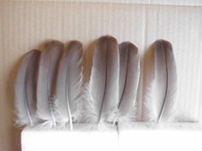 10 piume d'oca grigie 12 cm
