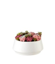 L'Oca Nera Composizione piante