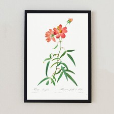 Fiore botanico illustrazione