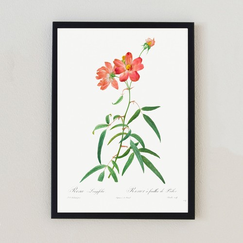Fiore botanico illustrazione