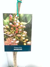 N.3 PIANTE DI PISTACCHIO NAPOLETANA DI 4 ANNI (1M+2F) varietà italiana 