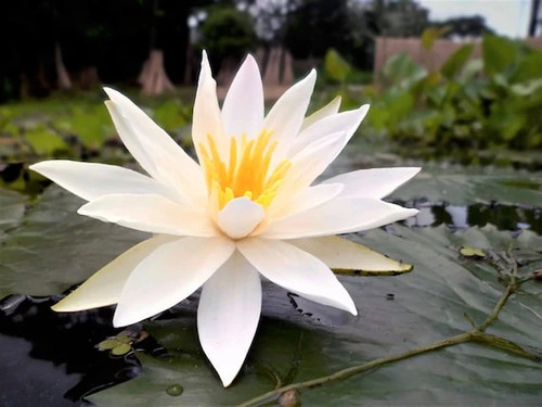 Semi ninfea nymphaea - semi,