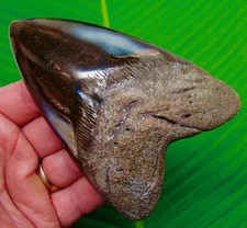 Megalodonte dente squalo - dente, di