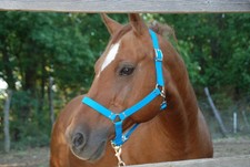 Capezza cavallo - capezza,