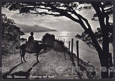 LIVORNO ELBA ISLAND 12 DONKEY