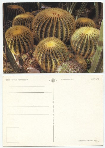 43592 echinocactus grusonii - 43592,