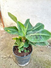 🍌 Banano Cavendish –