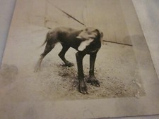 Cartolina RPPC Big Foot il