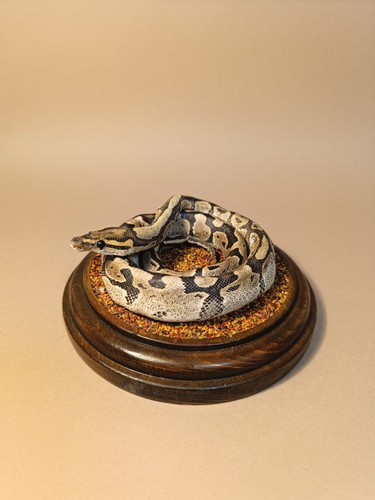 Taxidermy cabinet de - taxidermy,,