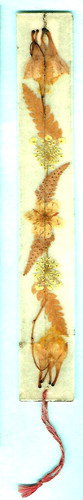 Canada pressed dried flowers - pressed,