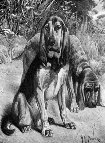Bloodhounds america john d - in,