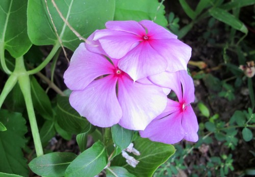Semi vinca rosea madagascar - 10,