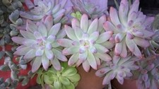 IN VASO SEDUM 'FRANCESCO