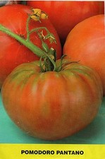 250 SEMI DI POMODORO PANTANO ROMANESCO  -SEMENTI ORTAGGI INSALATA+++++++++