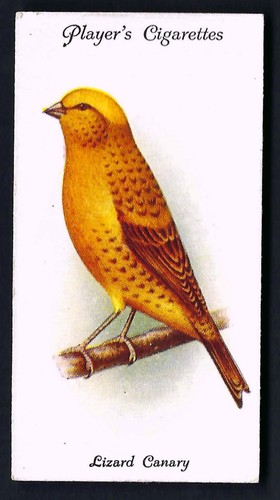 Player aviary and - and, birds