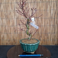 Bonsai di Acero Deshojo h 40cm