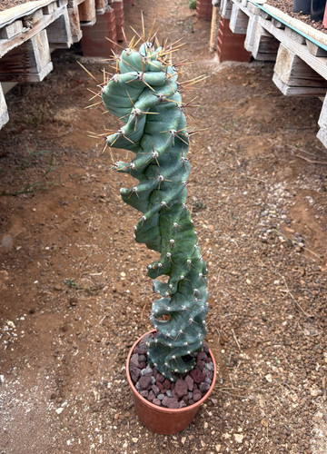 Cereus forbesii spiralis - forbesii,