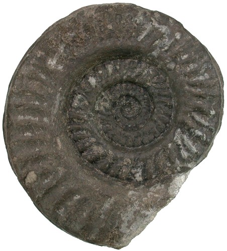 Lias orthildaites douvillei - lias,