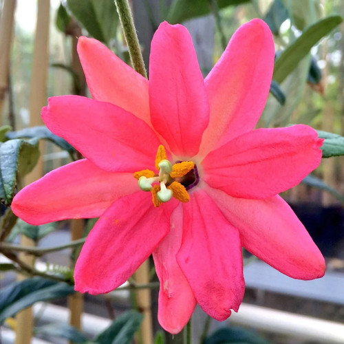 Semi passiflora adulterina - semi,