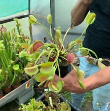 Dionaea Muscipula "Grosse à