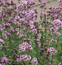 1000 semi origano - semi,