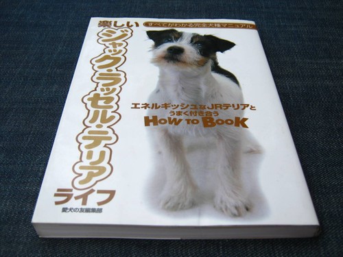 Fun jack russell terrier - fun,