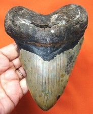 Megalodonte dente squalo - megalodonte,