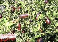 2 Talee Da Di LIMONE CAVIALE