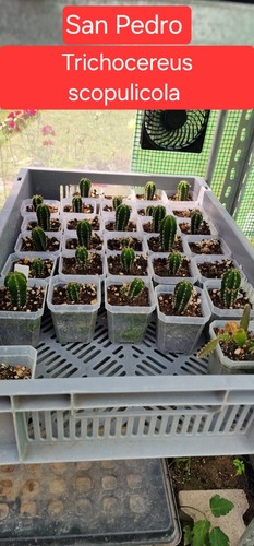 Cactus san pedro - san,