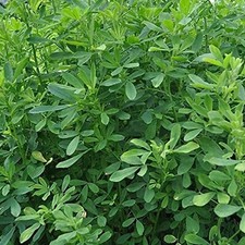 Trifoglio Baraseem Frosty