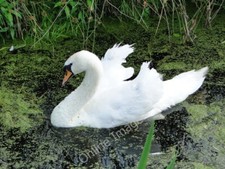 Photo 6x4 Swan in threatening