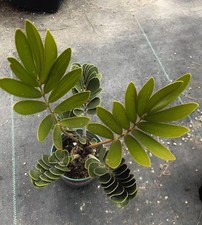 Zamia furfuracea WYSIWYG