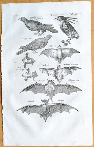 Uccellini - 20),