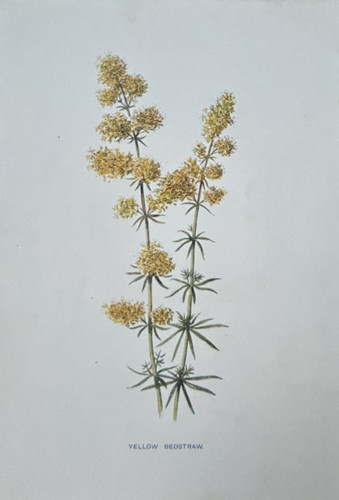 Stampa antica paglia - , gialla