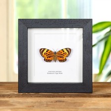 Boisduval's Tiger Taxidermy Moth Frame (Chetone histrio)