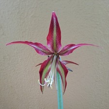 Hippeastrum LPn1 X CM - 10 seeds, Amaryllis