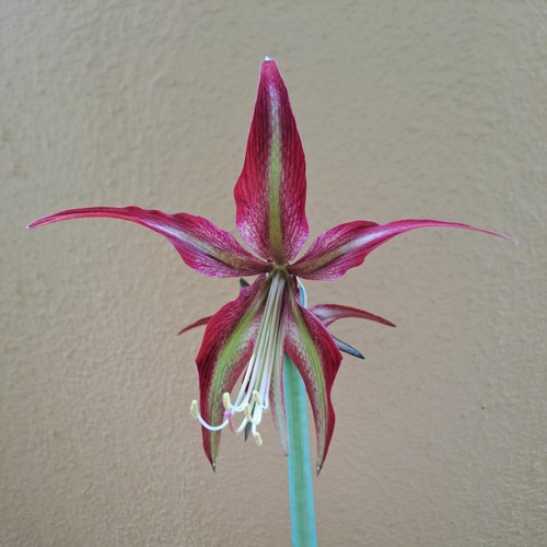 Hippeastrum 1 bulb - 1,