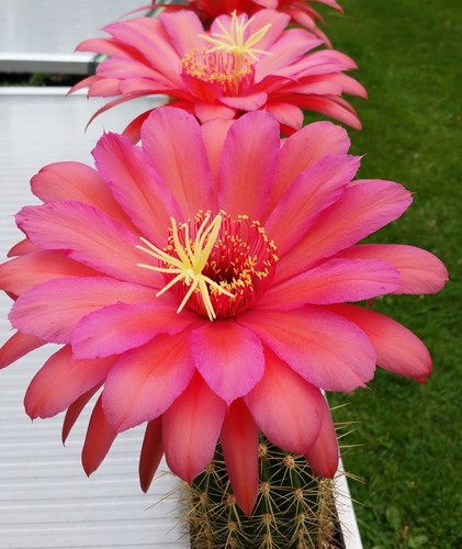 ***Trichocereus***Ibrido***20