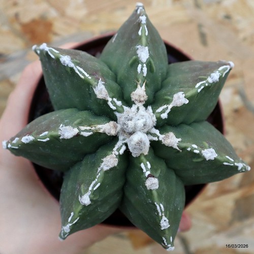 K265 astrophytum myriostigma - k265,