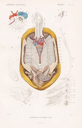 Testudo radiata anatomia - testudo, di