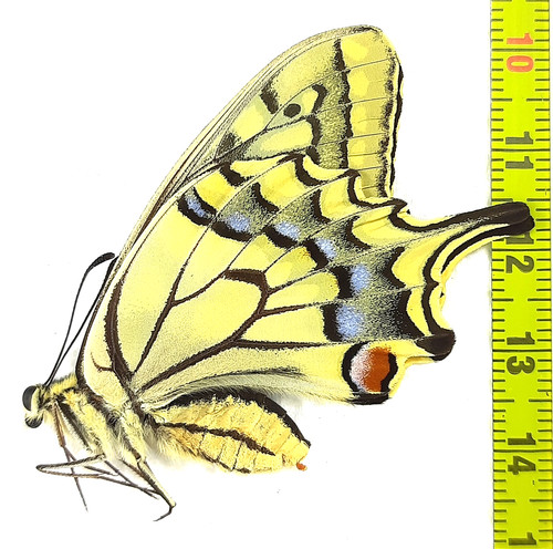 Papilionidae papilio machaon - papilionidae,,