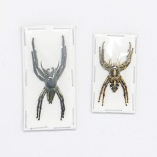 PAIR (2) Giant Jumping Spiders