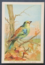 Immagine cromata RULLO VOLGARE