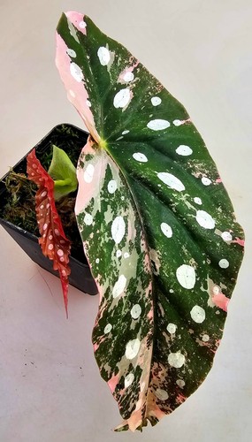 Bellissima begonia maculata - bellissima,