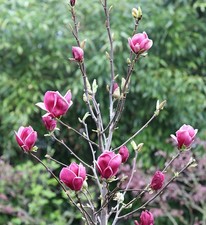 Magnolia marcia fino gelo - magnolia,