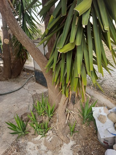 Talee yucca tronchetto della - talee,